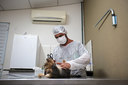 Praia Grande altera número do canal no Whatsapp para esclarecer dúvidas sobre castração dos pets