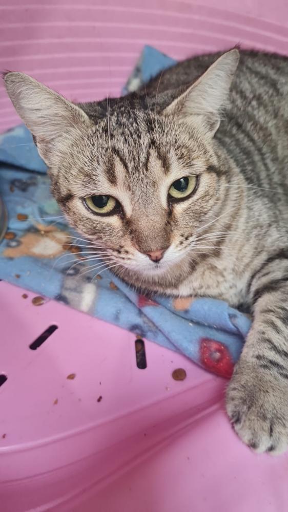 Feira de Adoção Pet no DF Plaza Shopping acontece neste sábado (16)