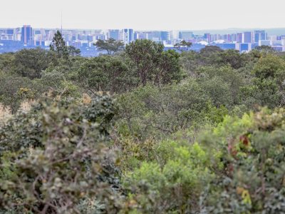 Abertas inscrições para bolsas de pesquisa sobre produtos florestais não madeireiros do Cerrado