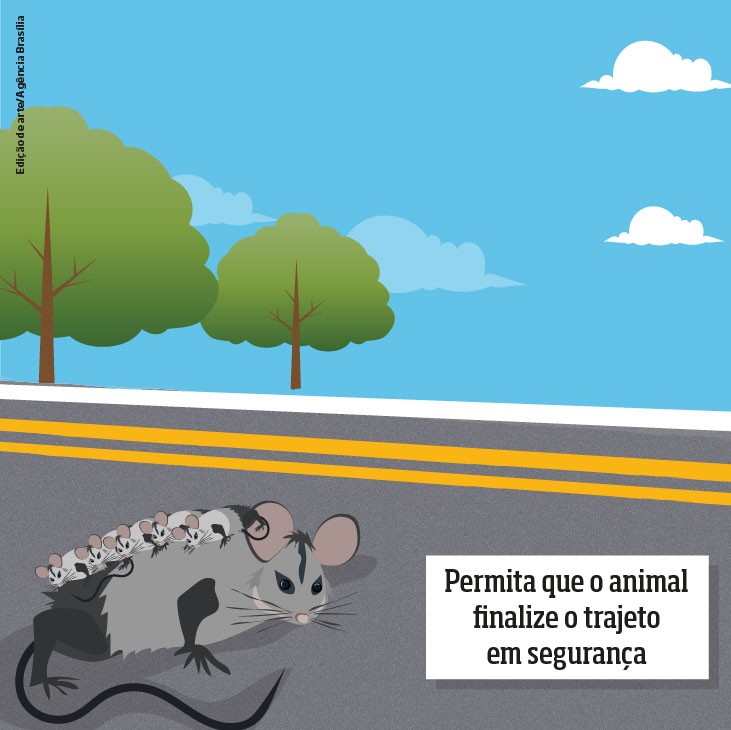 Distrito Federal: Mais de 5,3 mil animais silvestres foram atropelados no DF em cinco anos